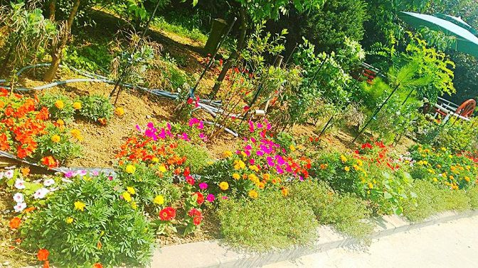 알록달록예쁜꽃