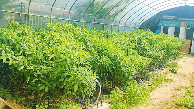 싱싱한 야채는 텃밭에서~