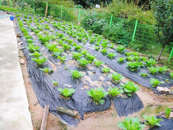 싱싱한 야채는 텃밭에서~