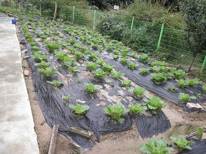 싱싱한 야채는 텃밭에서~